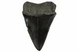 Serrated, Fossil Great White Shark Tooth - South Carolina #340320-1